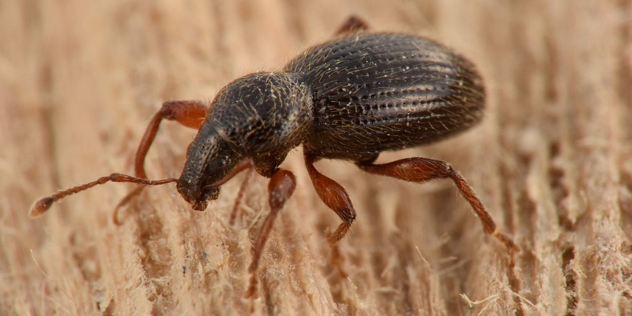 Curculionidae: Exomias pellucidus pellucidus
